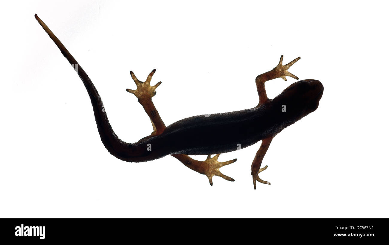 Handförmig Newt. Triturus helveticus Stockfoto