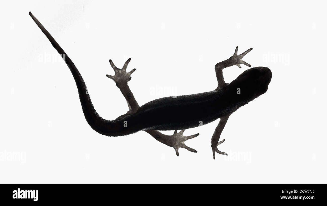 Handförmig Newt. Triturus helveticus Stockfoto