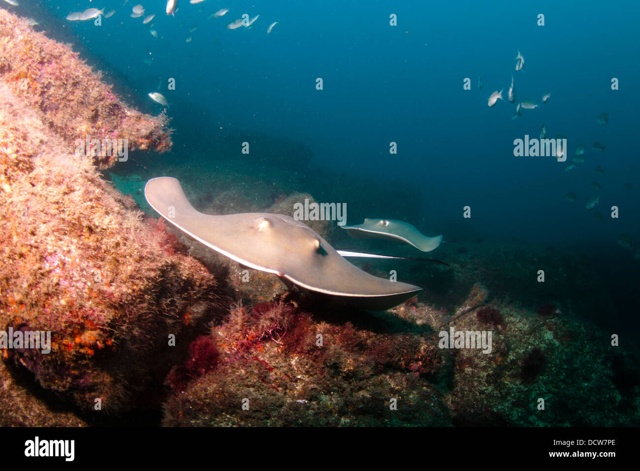 Sting Ray Gattung Dasyatis, Unterwasser Laje de Santos Marine Staatspark, São Paulo Zustand Küste, Brasilien Stockfoto