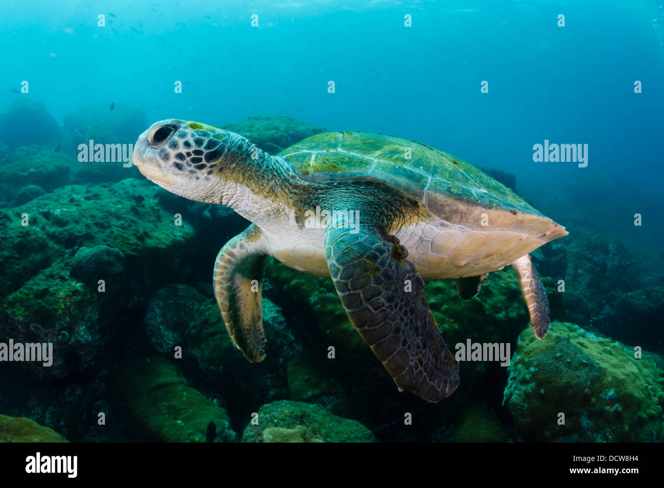 Grüne Schildkröte Unterwasser schwimmen frei im Laje de Santos marine State Park, Sao Paulo State Ufer, Brasilien Stockfoto