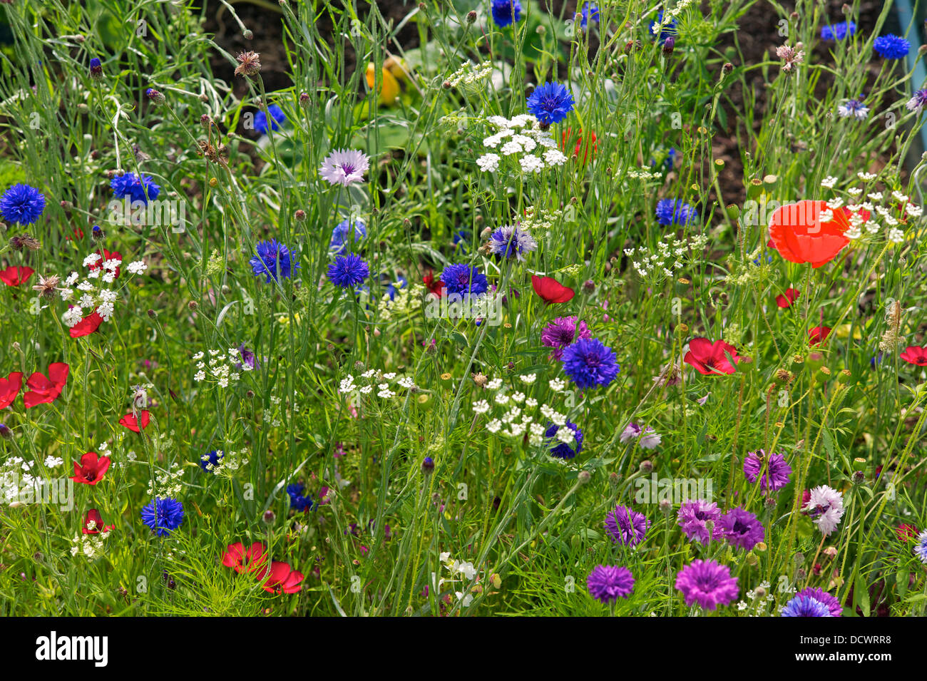 Wilde Blumengarten, UK Stockfoto
