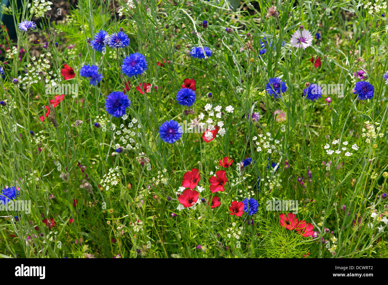 Wilde Blumengarten, UK Stockfoto