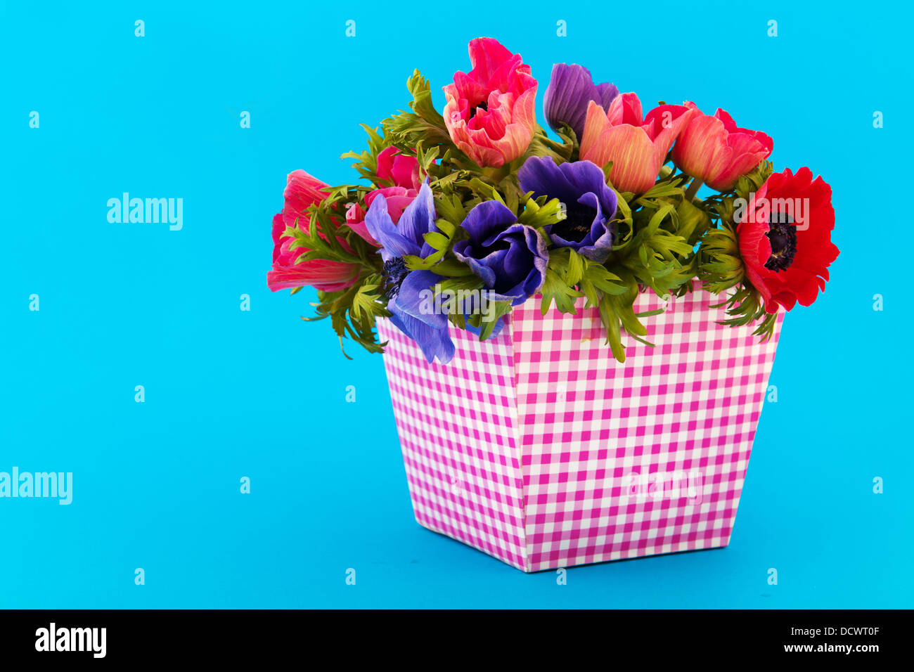 Blumenstrauß Anemonen auf blauem Hintergrund Stockfoto
