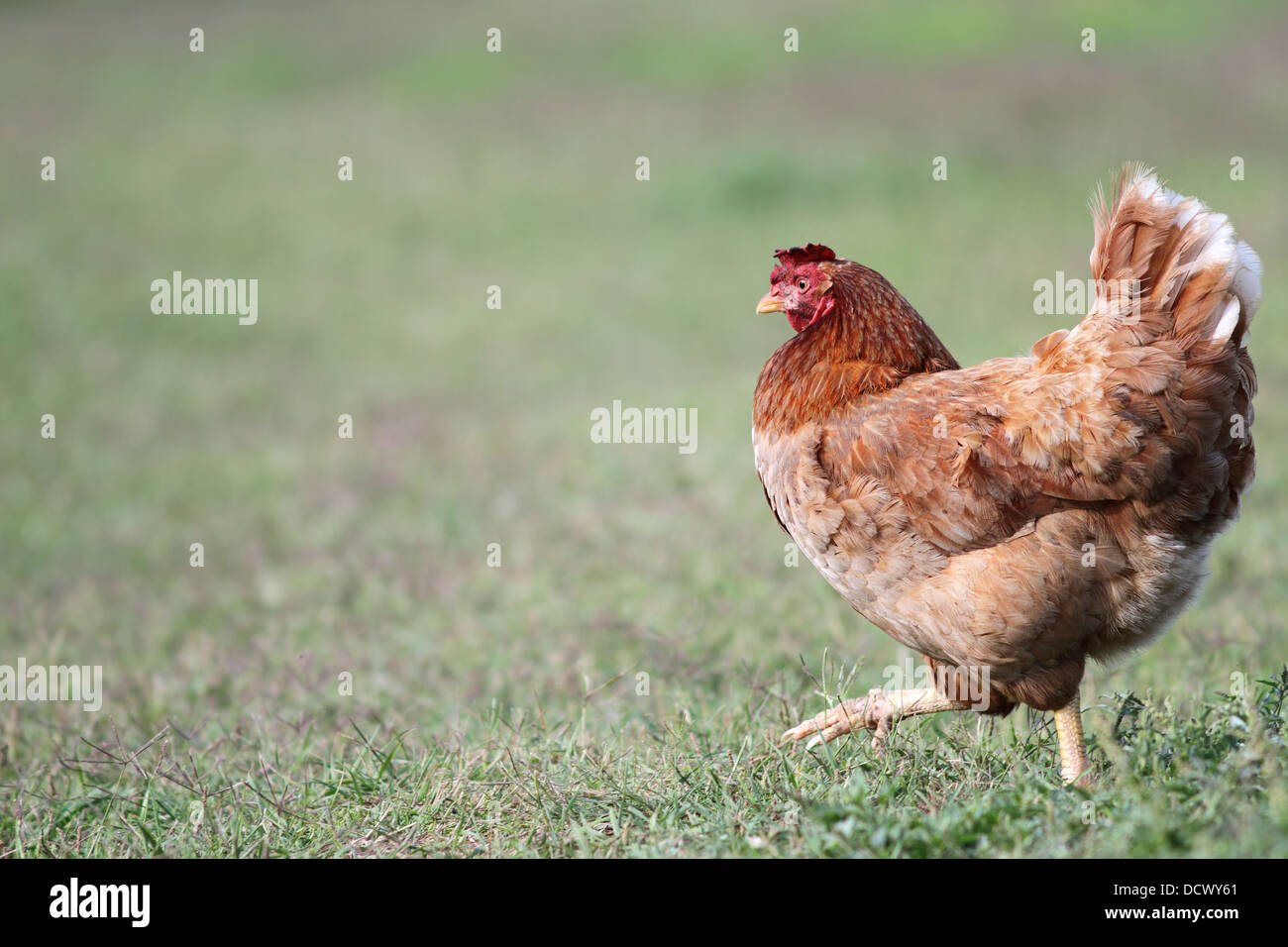bunte Henne zu Fuß auf dem Hof - Seitenansicht Stockfoto