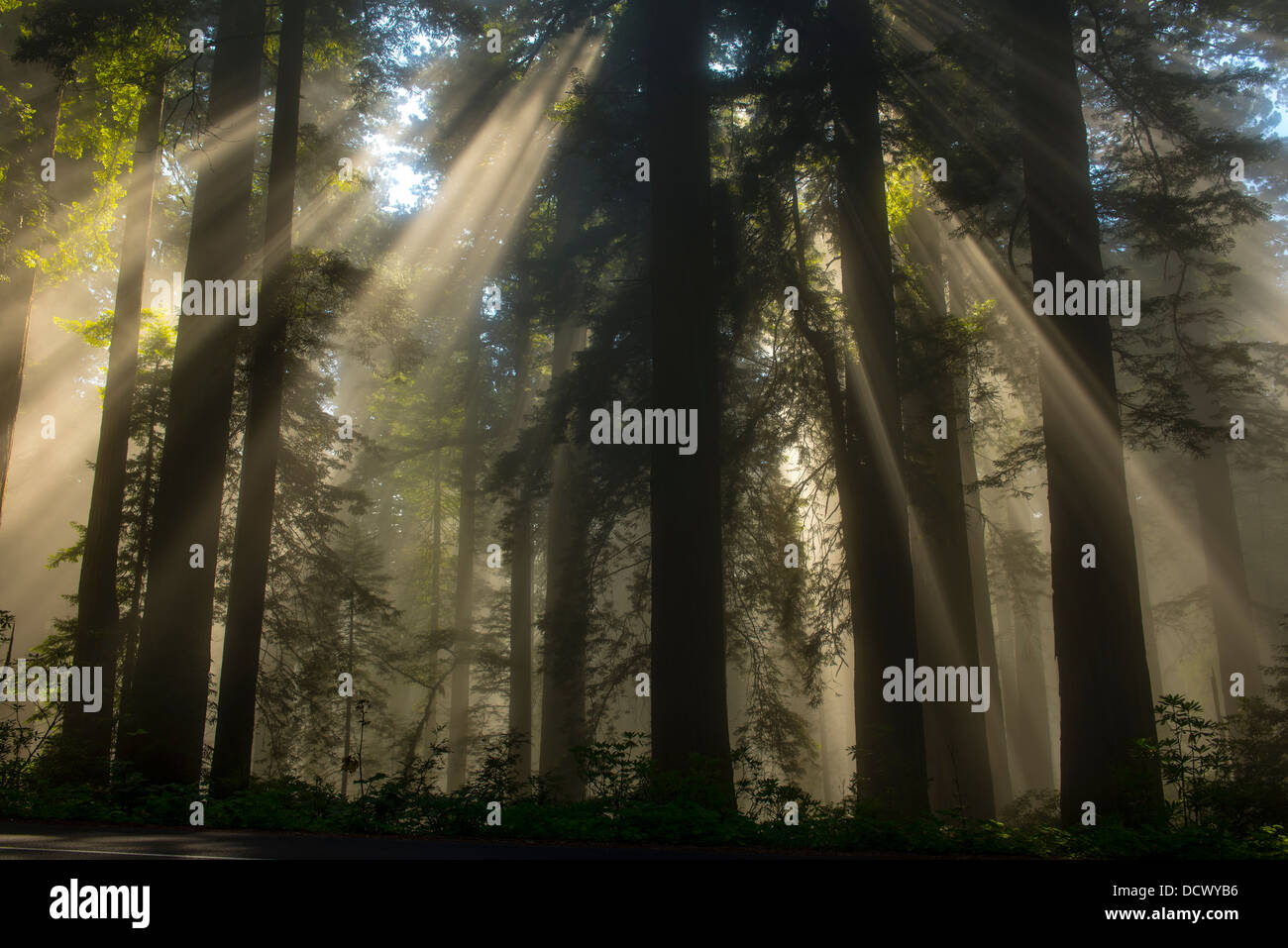 Strahlen des Sonnenlichts durchbrechen die Bäume von einem Redwood-Wald in Nordkalifornien und erstellen eine gespenstische Wirkung. Stockfoto