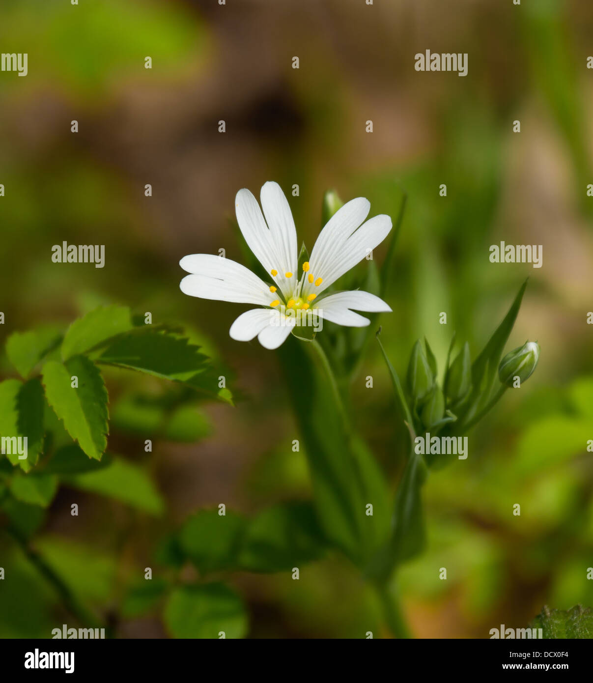 Größere Stitchwort Stockfoto