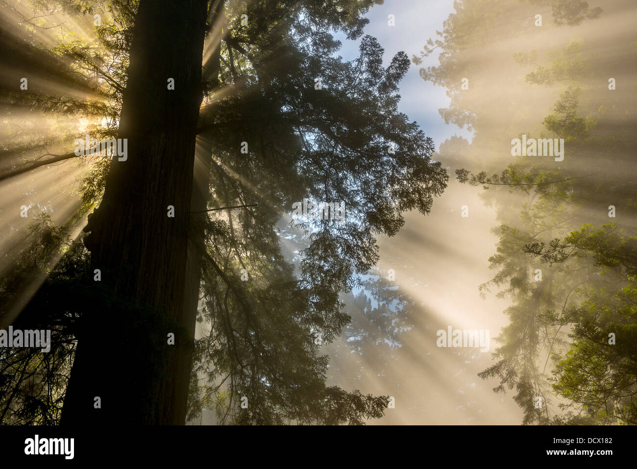 Strahlen der Sonne durch Wolken in einem Redwood-Wald schaffen außergewöhnliche Licht, Kanäle und Reflexionen Stockfoto