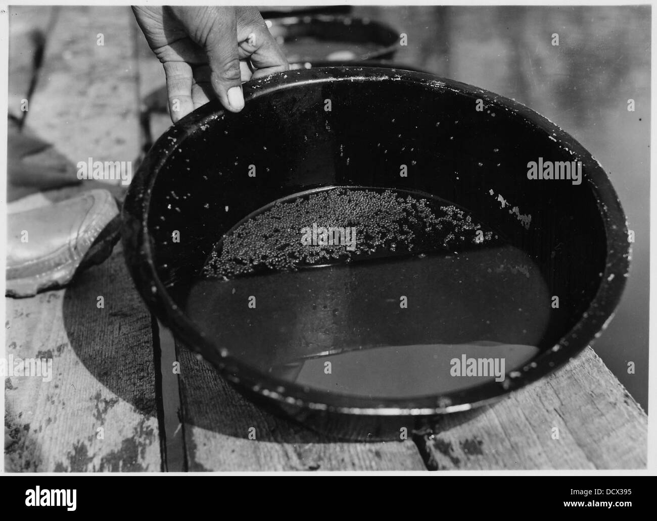 Ein Nahbild von Fischeiern, die in einer Pfanne zubereitet werden, und hebt deren kulinarische Verwendung als Zutat in verschiedenen Gerichten auf der ganzen Welt hervor. Stockfoto