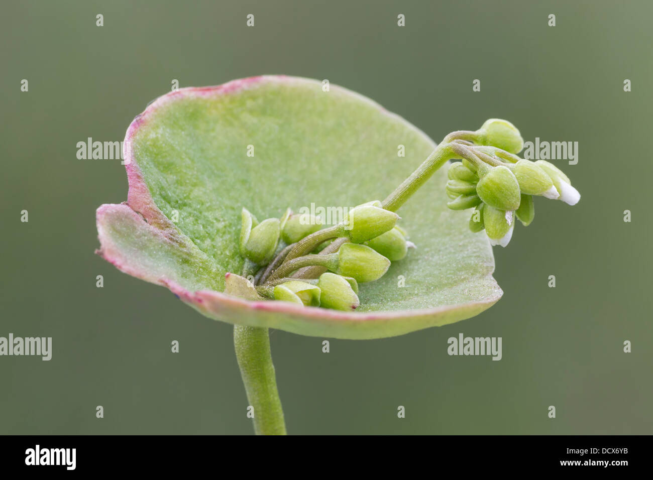Winter-Portulak - Nahaufnahme Blume Detail. Miner's Salat, indischer Salat, Claytonia mitriformis Stockfoto