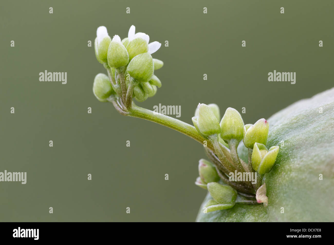 Winter-Portulak - Nahaufnahme Blume Detail.  Miner's Salat, indischer Salat, Claytonia mitriformis Stockfoto