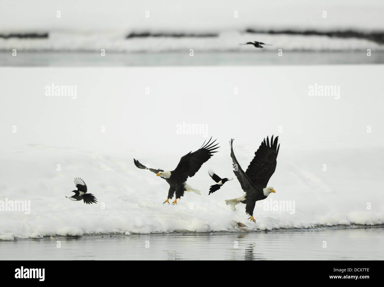 Zwei Fliegen, Weißkopf-Seeadler und zwei Elstern. Stockfoto