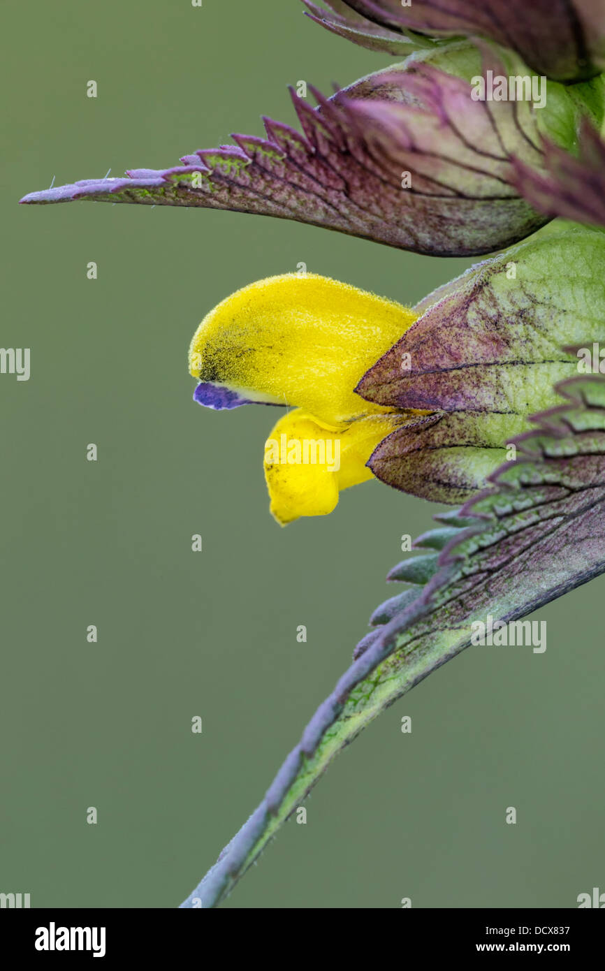Yellow Rattle - Blume, Nahaufnahme Stockfoto