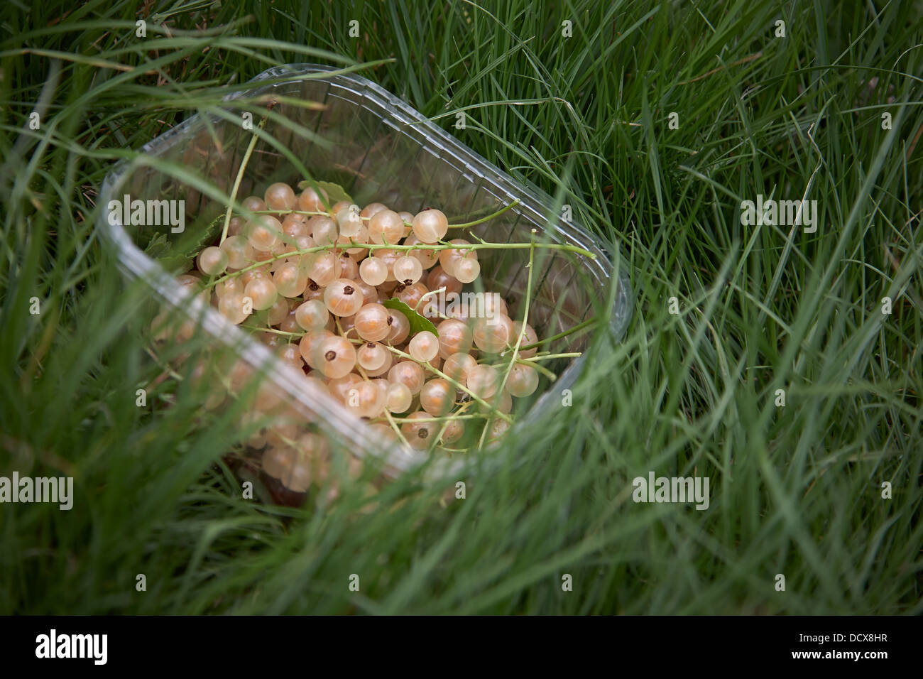 weiße Johannisbeeren in einer Wanne aus Kunststoff Kommissionierung lange Gras Stockfoto
