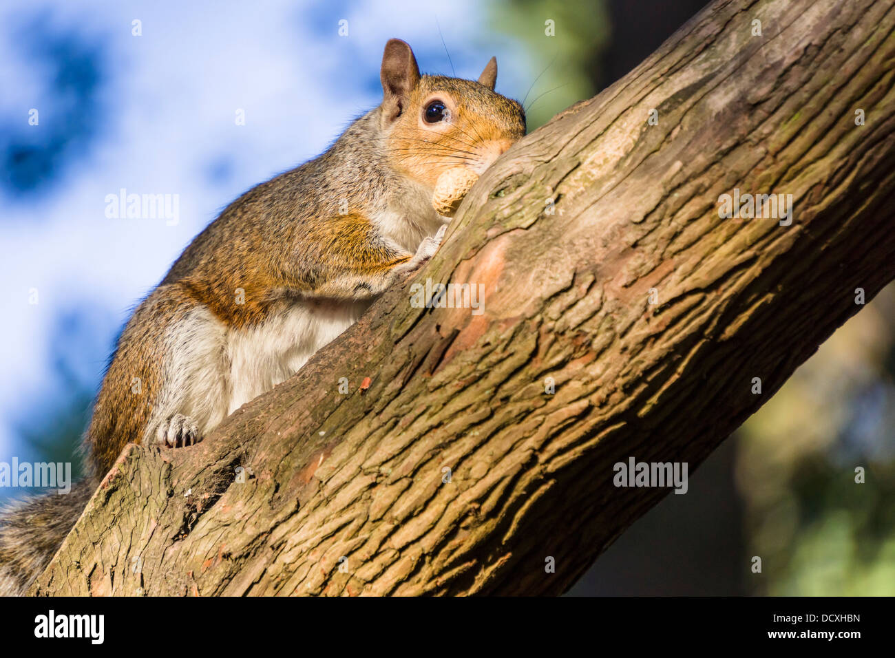 Grauhörnchen - Sciurus Carolinensis, auf einem Ast mit einer Erdnuss im Maul. Stockfoto