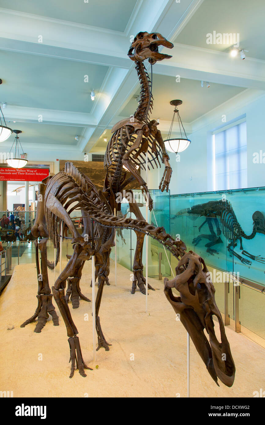 New York, Museum Of Natural History Stockfoto