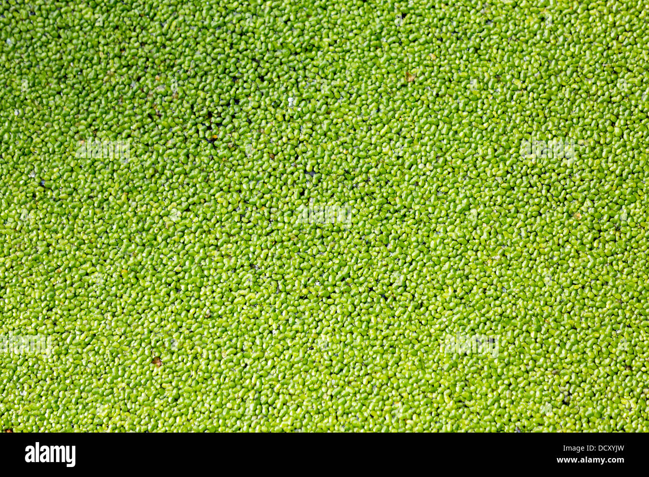 Grünen Rasen - Textur Stockfoto