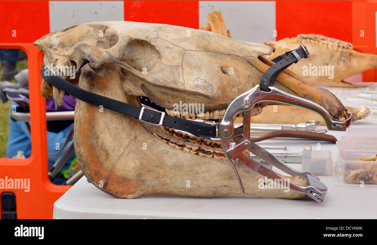 Pferd-Schädel (Hausman) zahnärztliche Knebel tragen Stockfoto