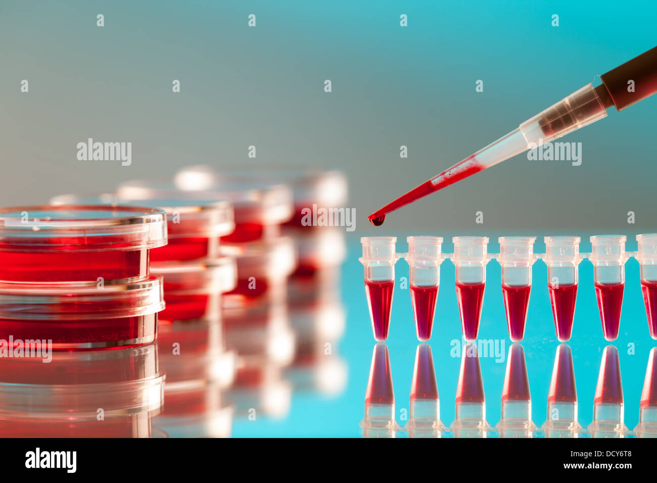 Pipette und Petrischale auf einem Glastisch im Labor Stockfoto