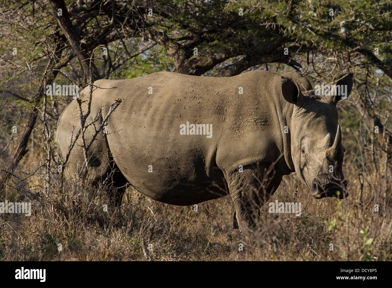 Breitmaulnashorn (Ceratotherium Simum) aka Square-lippige Rhinoceros, Hluhluwe-Imfolozi Nationalpark, KwaZulu Natal, Südafrika Stockfoto