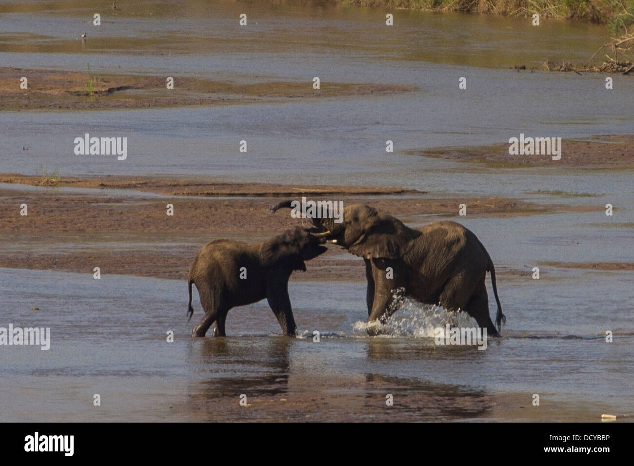 Afrikanische Elefanten (Loxodonta Africana) Kreuzung River in Hluhluwe Imfolozi Nationalpark, Südafrika Stockfoto