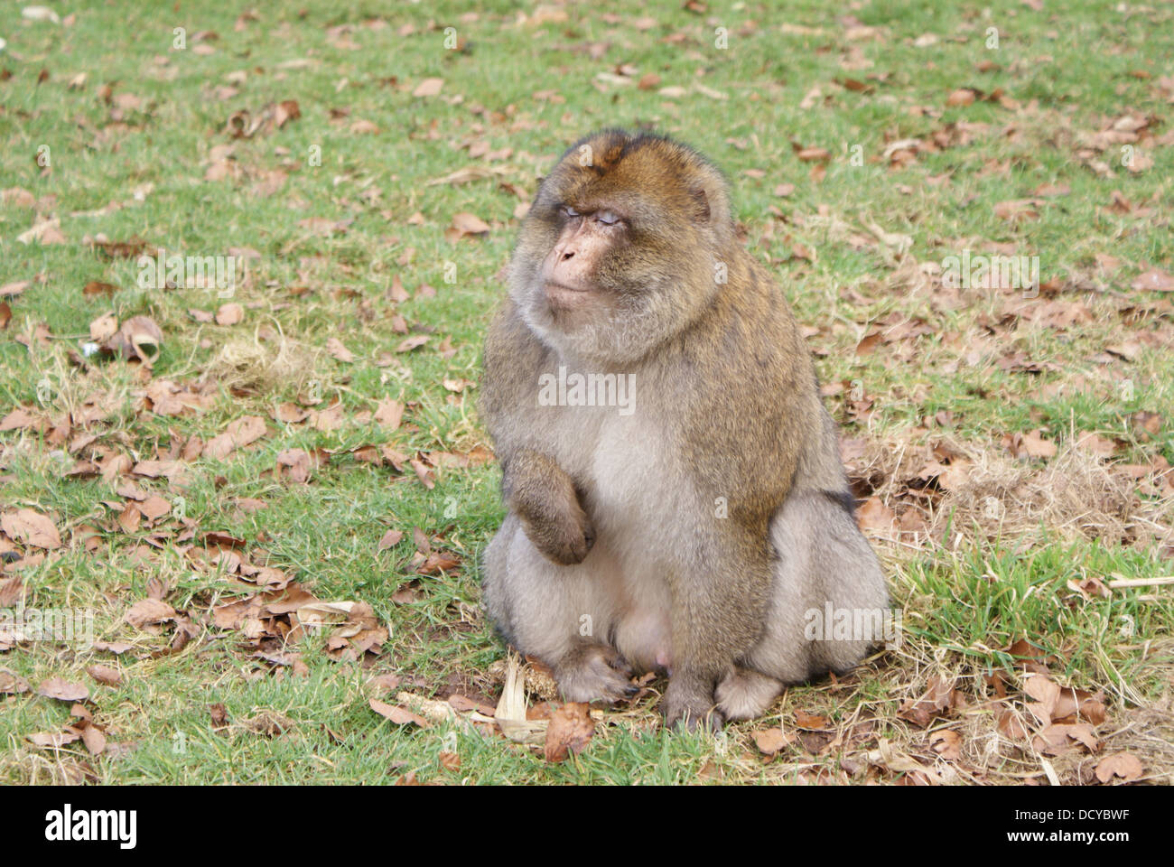 Affe mit geschlossenen Augen Stockfoto