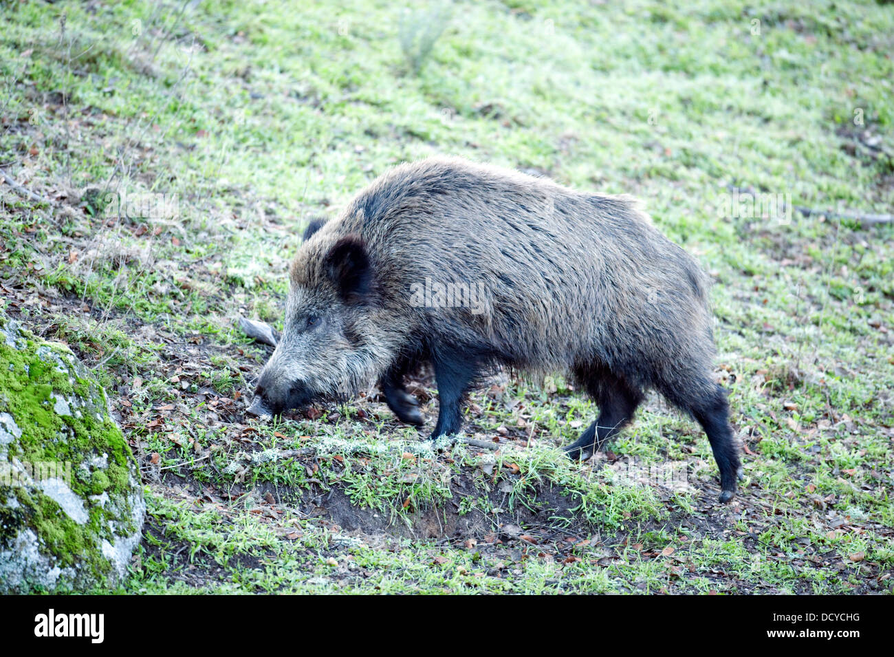 Wildschwein Sus Scrofa Andalusien Spanien Stockfoto