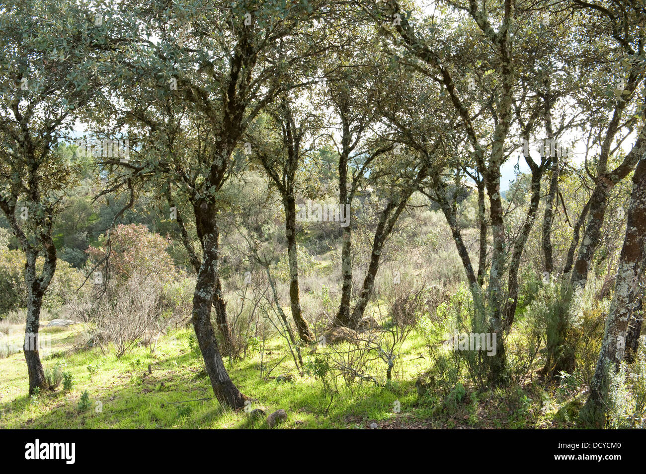Mediterraner Wald Sierra Morena Andalusien Spanien Stockfoto