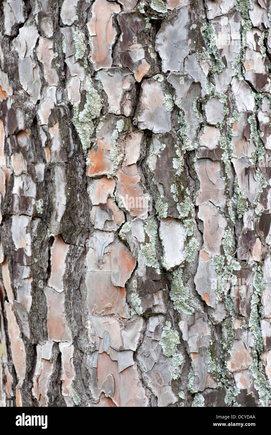 Nahaufnahme von Pine Tree Bark Andalusien Spanien Stockfoto