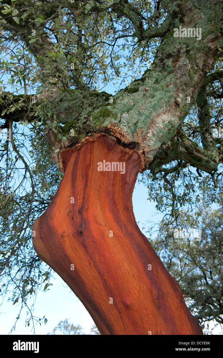 Kork-Eiche Baum Quercus Suber Andalusien Spanien Stockfoto