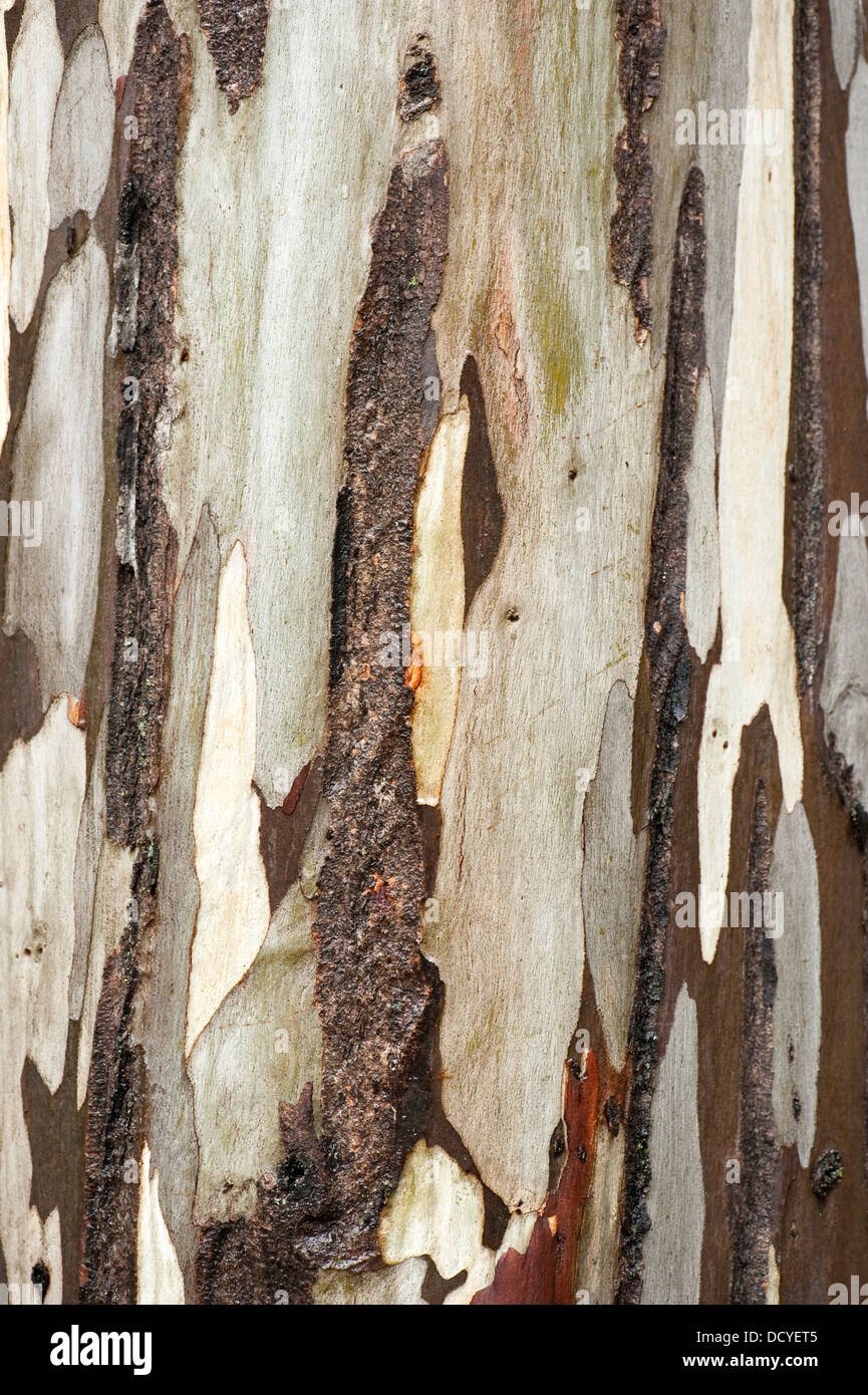 Nahaufnahme von Eukalyptus Baum Rinde Andalusien Spanien Stockfoto