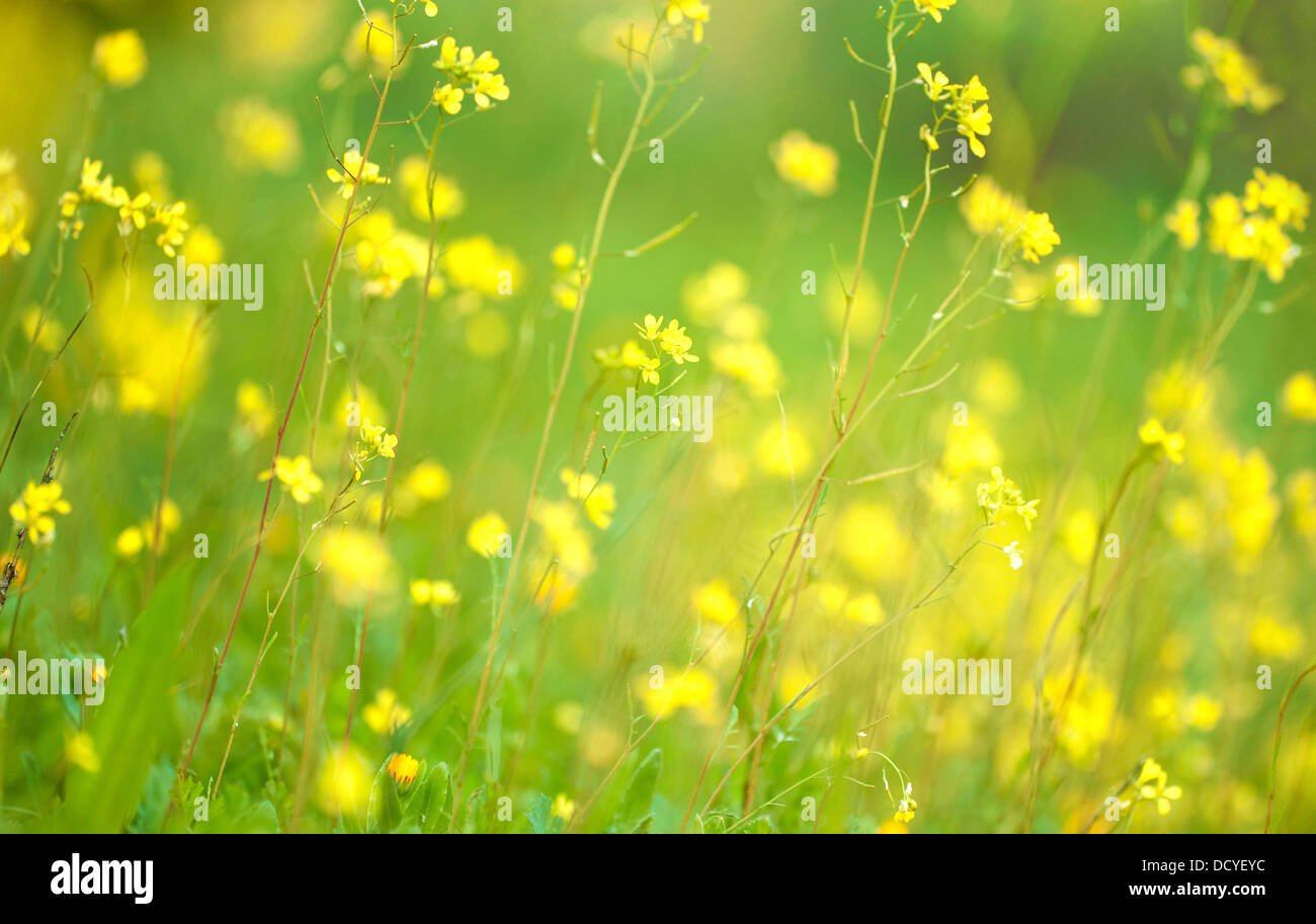 Hintergrundbeleuchtung gelben Blüten Andalusien Spanien Stockfoto