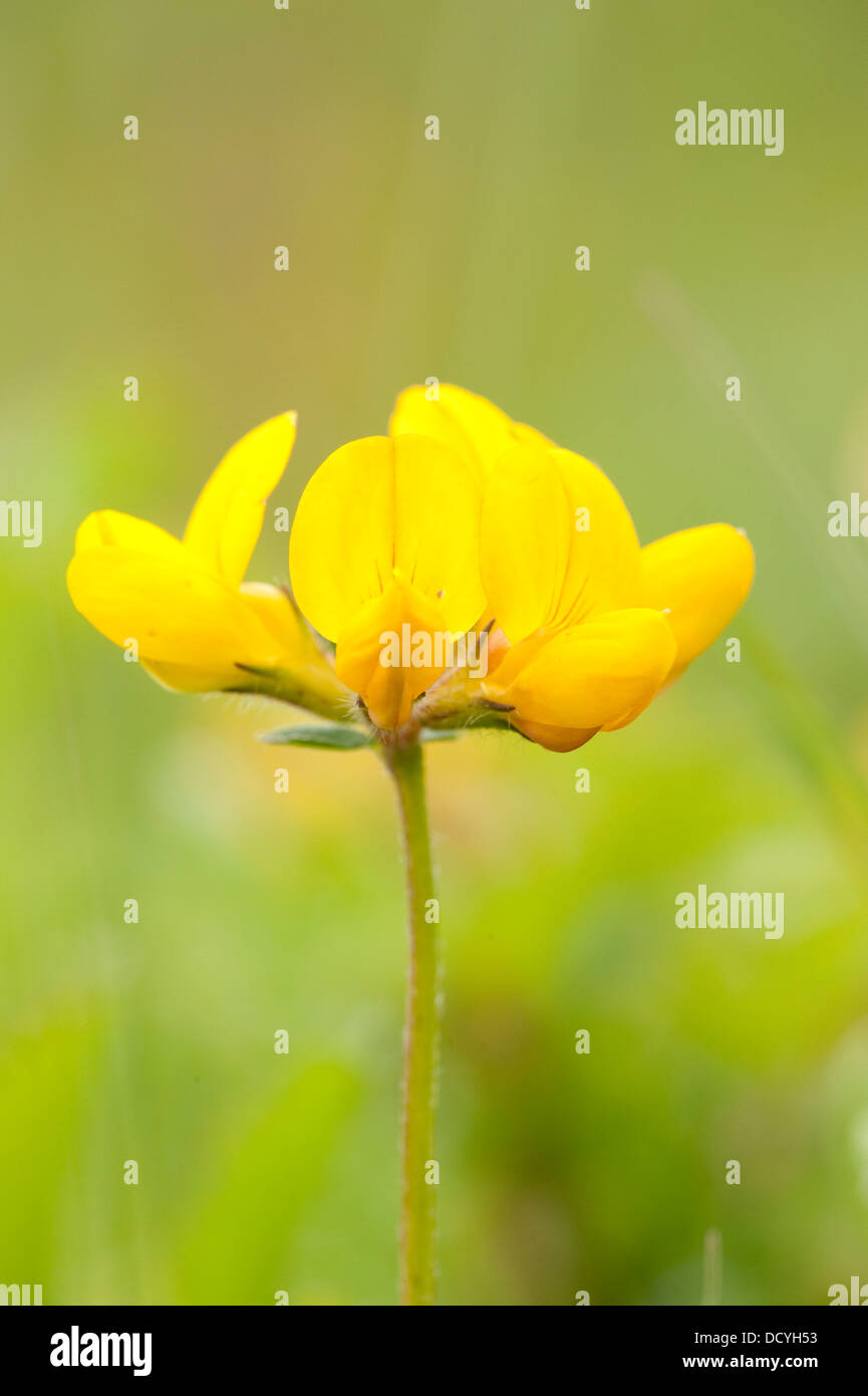 Vögel Foot Trefoil Lotus Corniculatus Kent UK Stockfoto