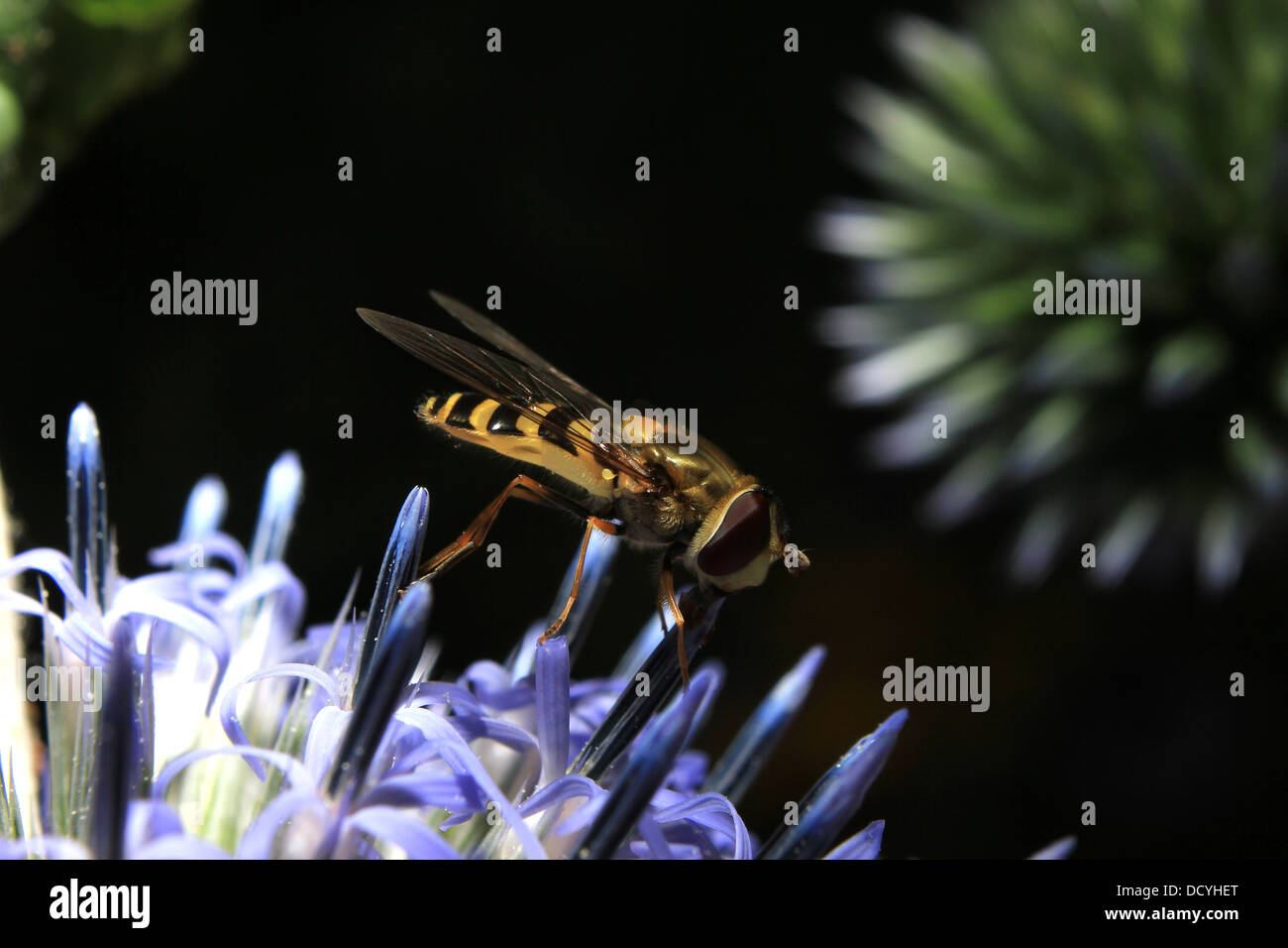 Hoverfly auf Globus Distel Stockfoto