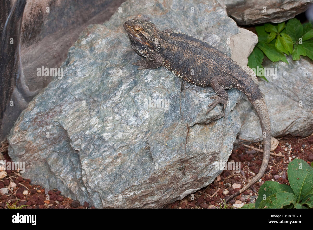 Zentralzapfen, Binnenzapfen, Streifenkopf Bartagame, Agamen, Pogona vitticeps, Bart-Agame Stockfoto