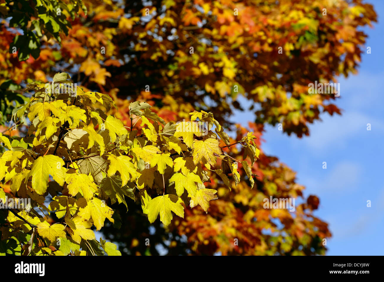 Herbstlaub bei Sonnenschein, Schottland, Großbritannien Stockfoto