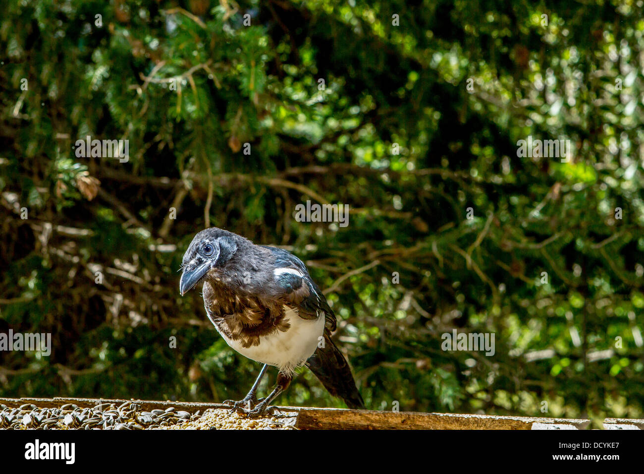 Schwarz-billed Elster (Pica Hudsonia) bunte Porträt von Elster sitzt auf Plattform Einzug. Calgary, Alberta, Kanada Stockfoto