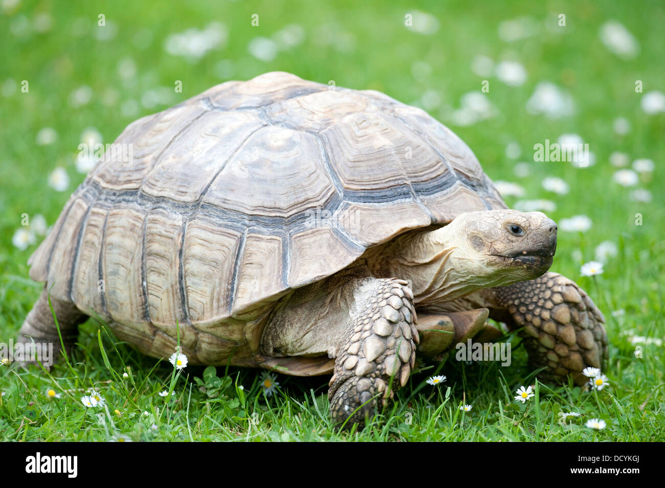 Afrikanische Sporn Oberschenkel Schildkröte Geochelone sulcata Stockfoto