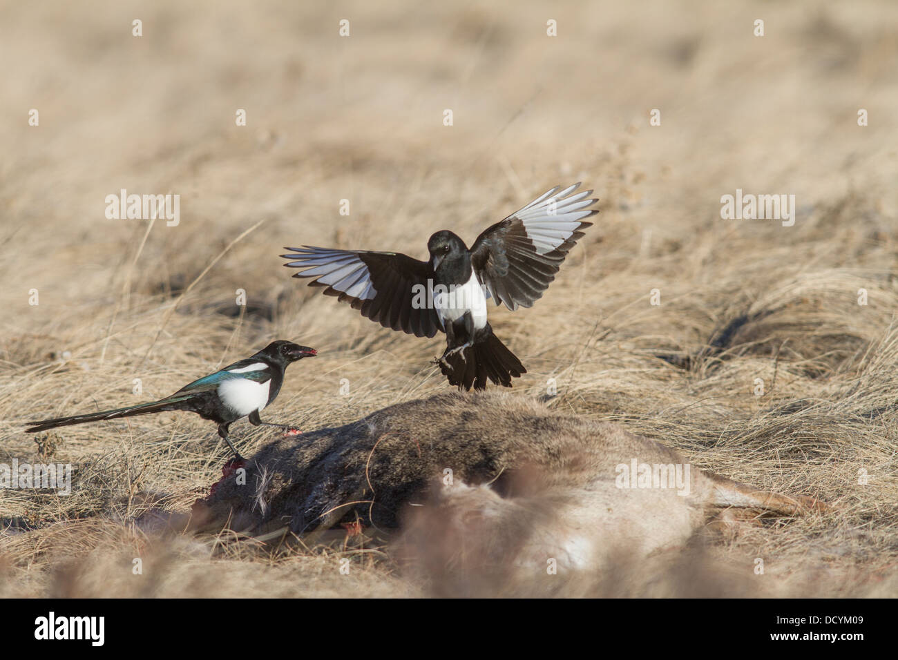 Schwarz-billed Elster (Pica Hudsonia) bunte paar Scavenger Vögel, thront & Landung auf ein totes Reh-Kadaver in die Wiese Stockfoto