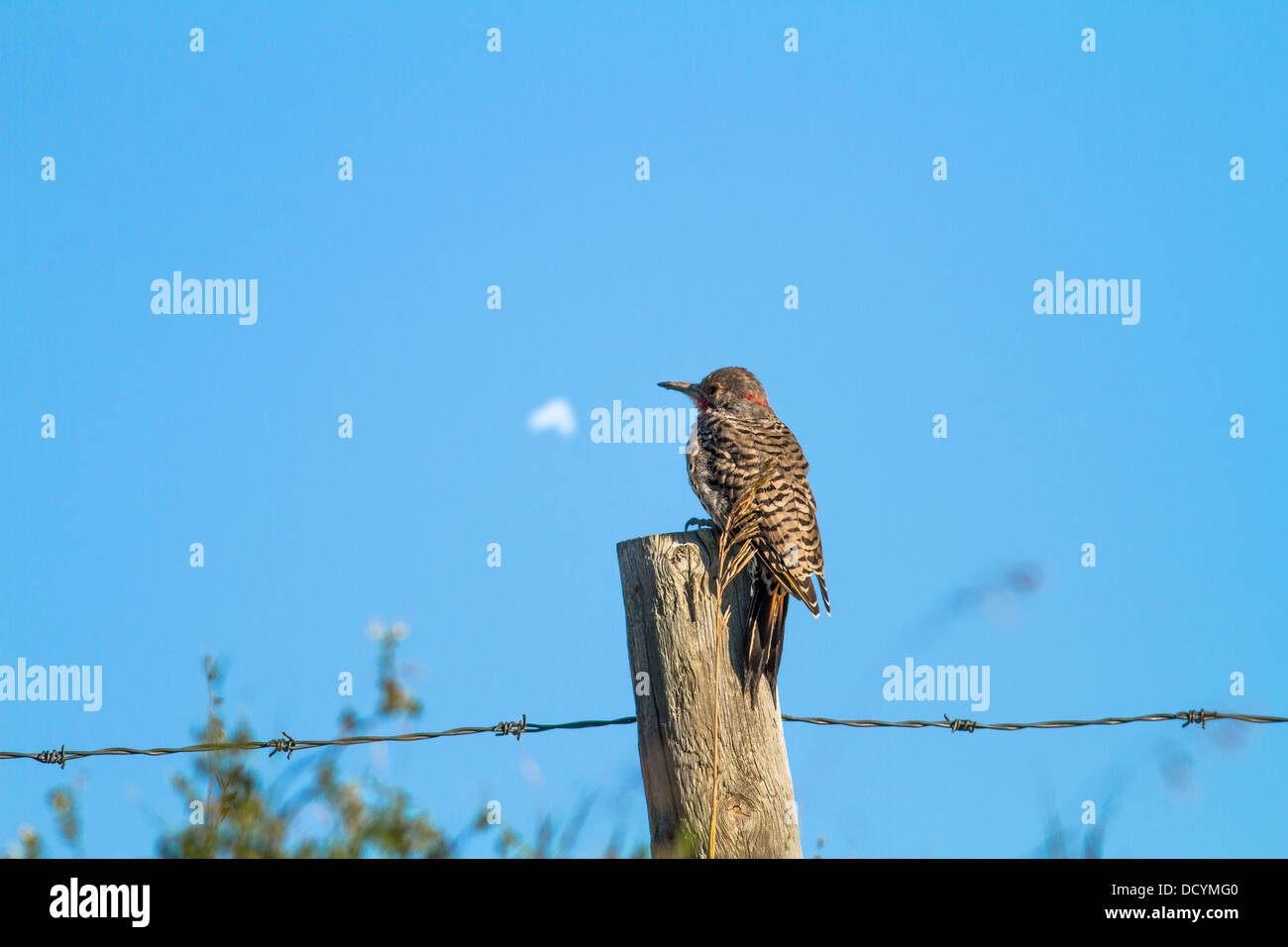 Nördlichen Flicker (Colaptes Auratus) bunter Vogel, in seinem natürlichen Lebensraum, sitzen auf Zaunpfahl, vor blauem Himmel, Stockfoto