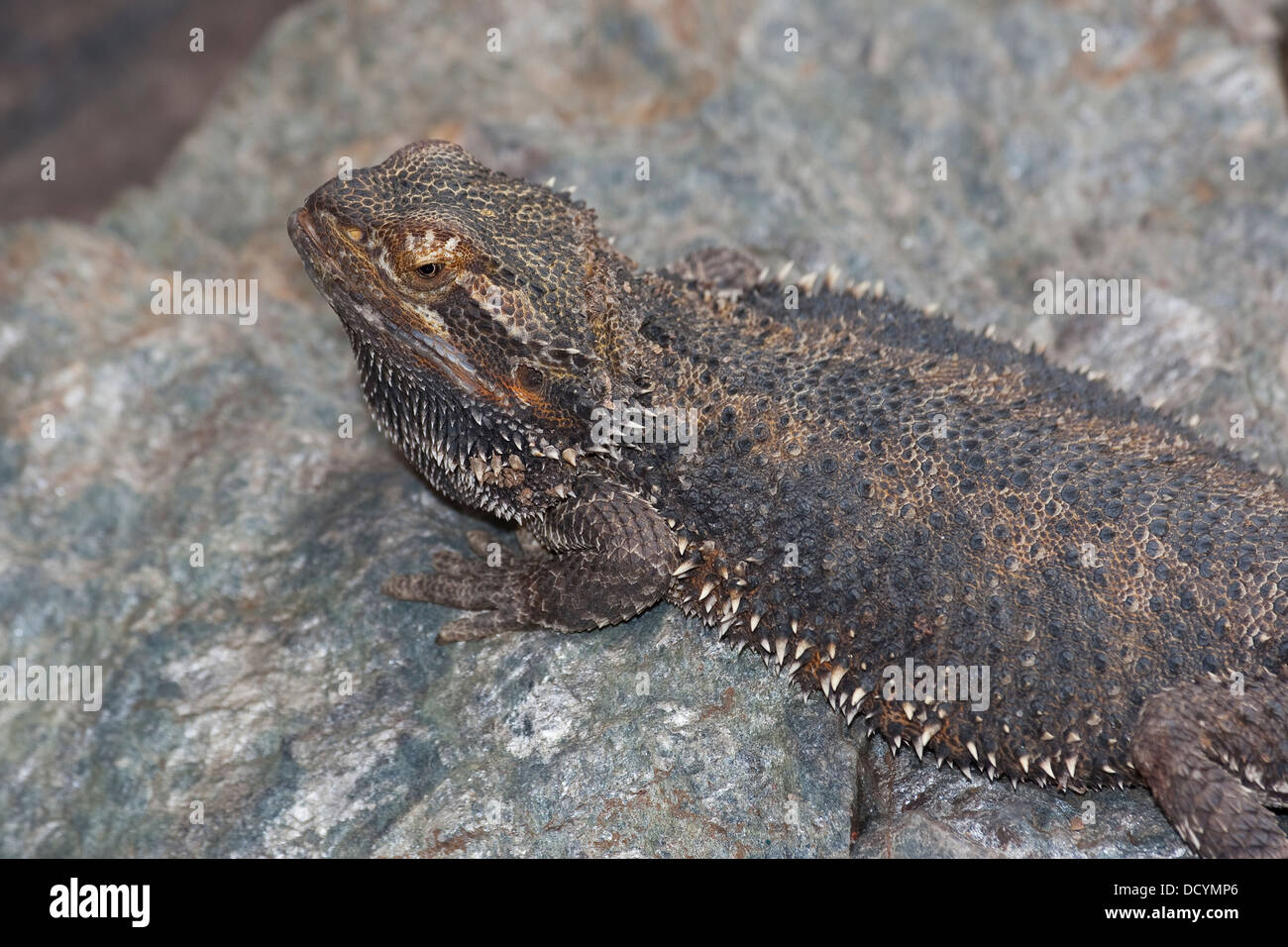 Zentralzapfen, Binnenzapfen, Streifenkopf Bartagame, Agamen, Pogona vitticeps, Bart-Agame Stockfoto