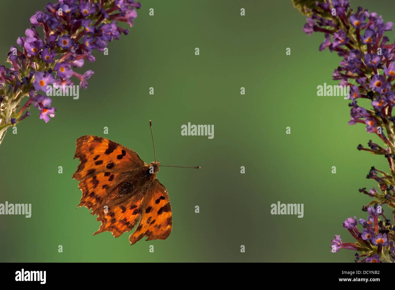 Komma Schmetterling Polygonum c-Album Kent UK Stockfoto
