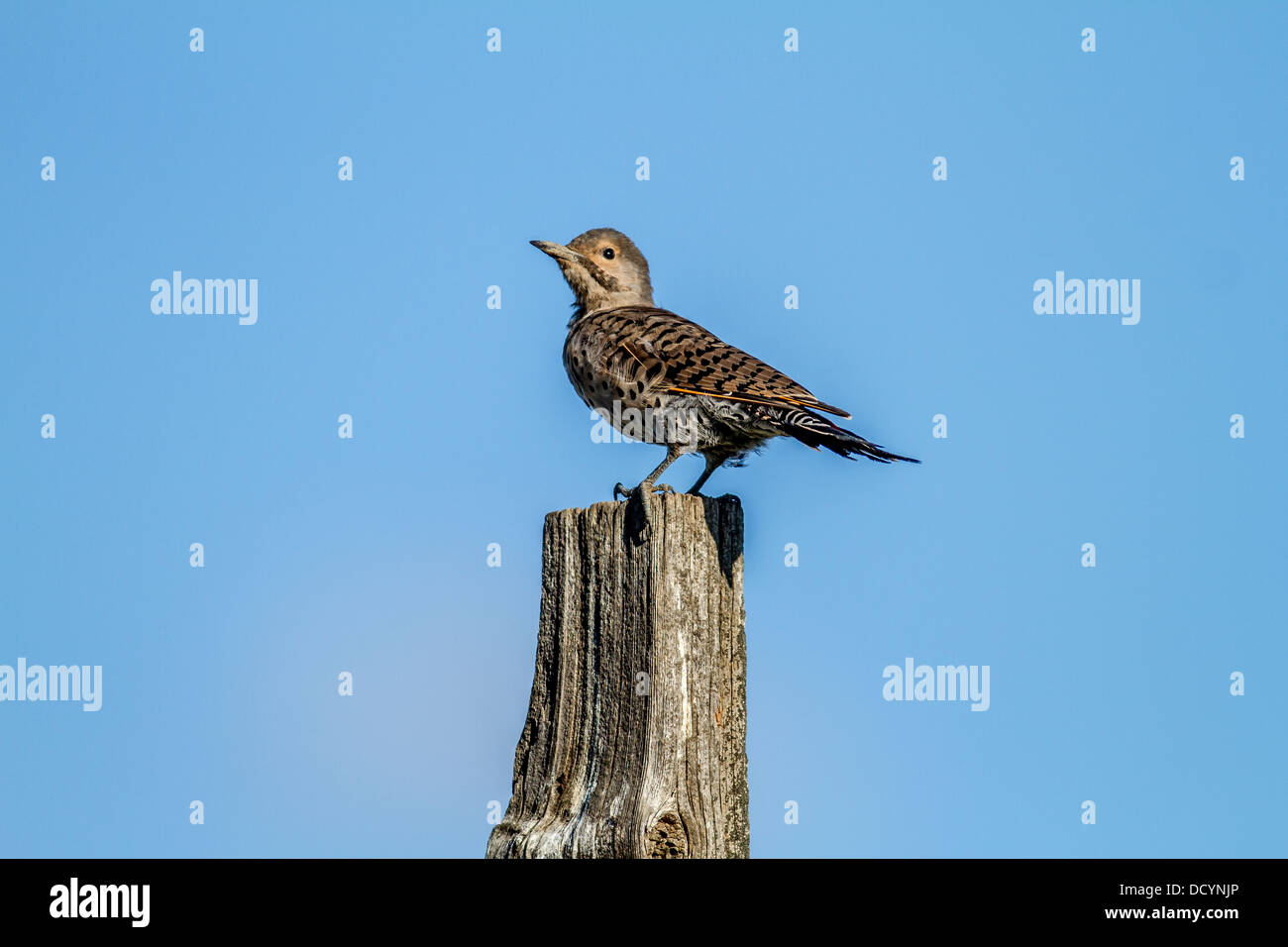 Nördlichen Flicker (Colaptes Auratus) bunter Vogel, in seinem natürlichen Lebensraum, sitzen auf Zaunpfahl, vor blauem Himmel, Stockfoto