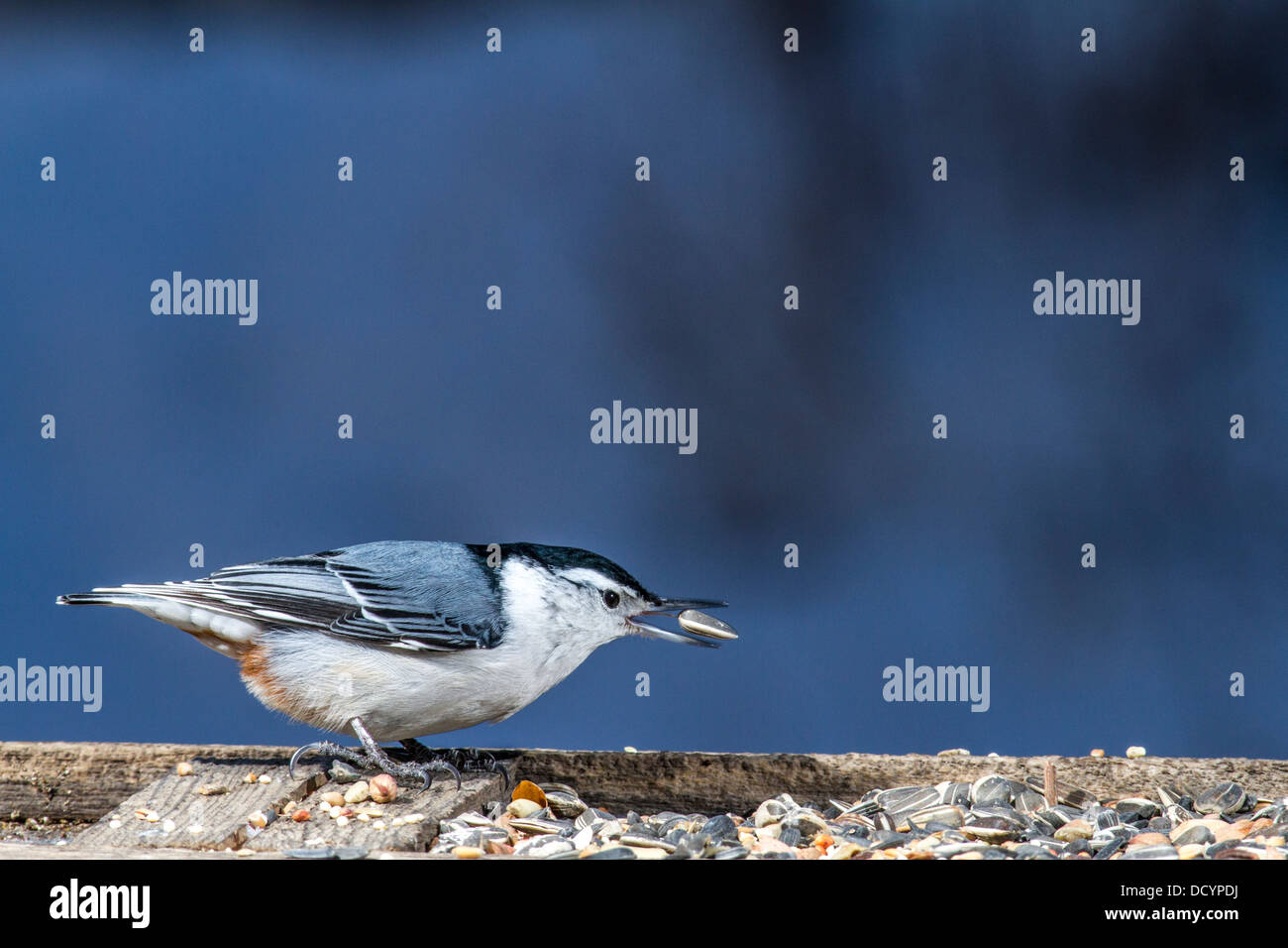 Weißer-breasted Kleiber (Sitta Carolinensis) schön blau gefärbt Vogel thront auf einem Zufuhrbehälter Stockfoto