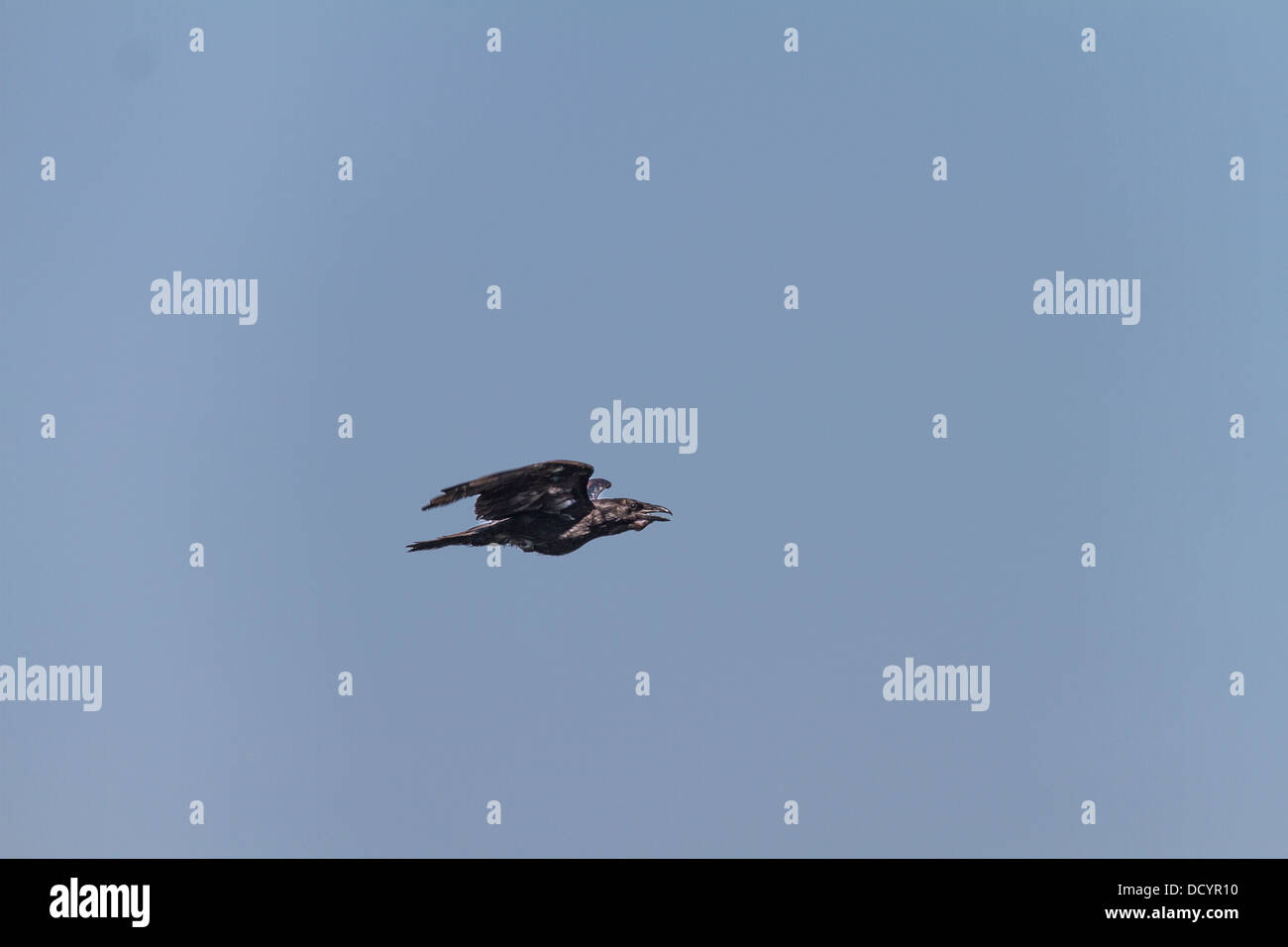 Gemeinsamen Raven (Corvus Corax) schwarz, gemeinsame Raven, gefangen im Flug, wie er fliegt auf der Suche nach Nahrung, in seinem natürlichen Lebensraum. Stockfoto