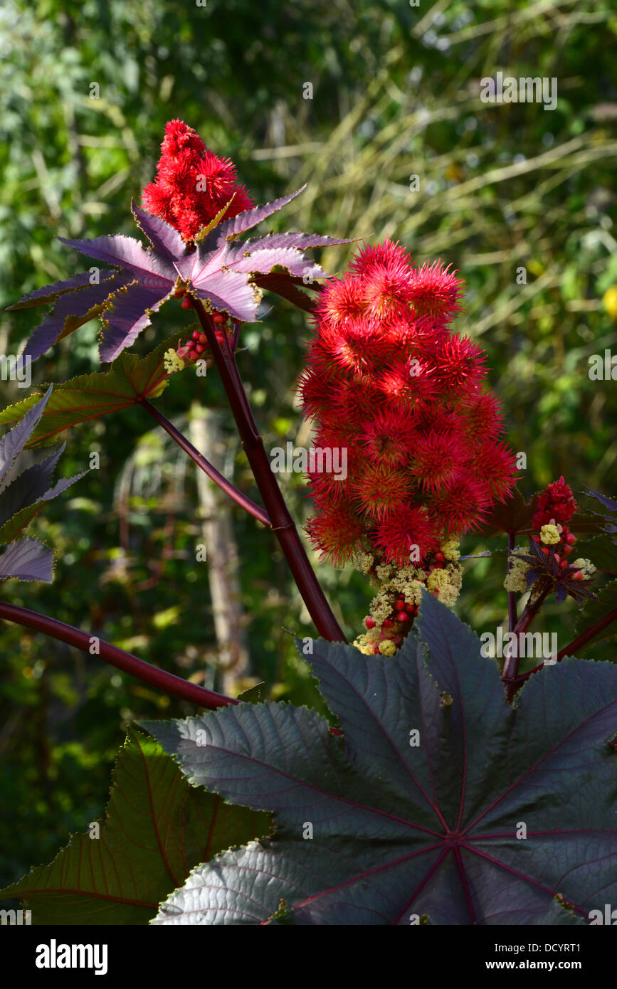 Ricinus communis carmencita -Fotos und -Bildmaterial in hoher Auflösung ...