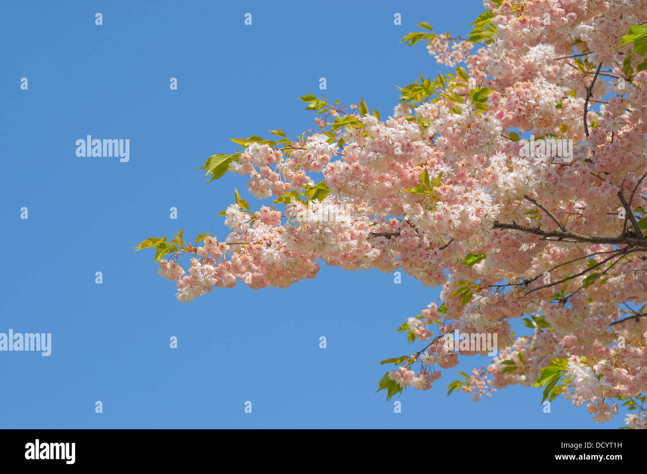 Kirsche mit Blumen auf blauem Himmel rosa kwanzan Stockfoto