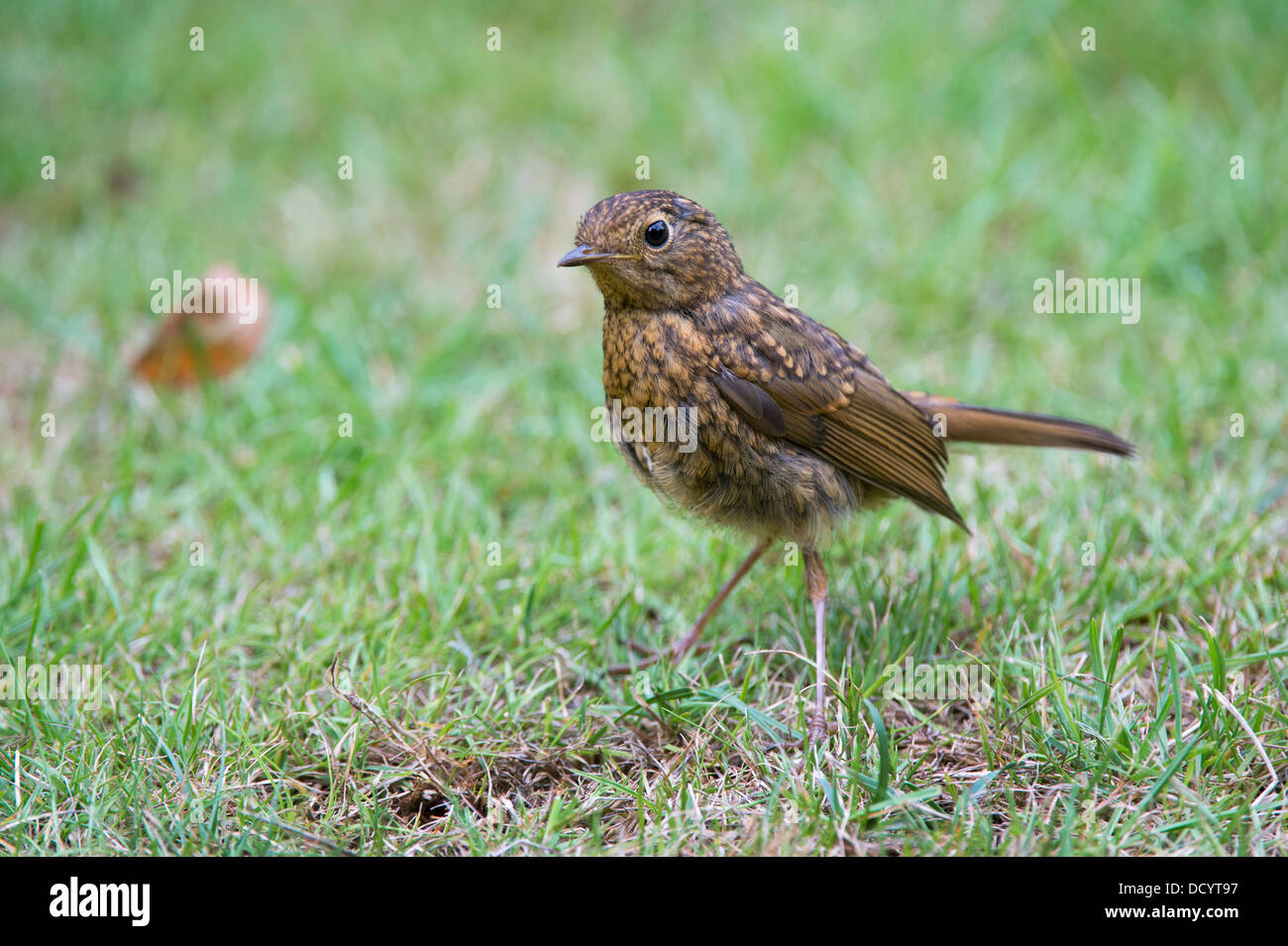 Vollwertige juvenile Robin in einem Garten Stockfoto