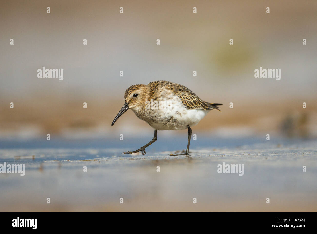 Alpenstrandläufer (Calidris Alpina) flach entlang der Gezeiten Dee Estuary, Hoylake, Wirral, UK, August 2013 Stockfoto