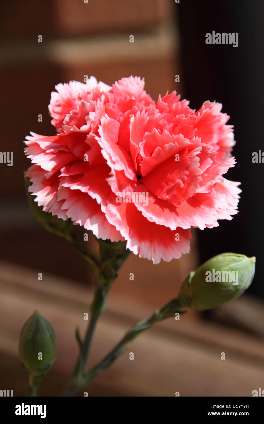 Nelke Blume (Dianthus Caryophyllus) Stockfoto
