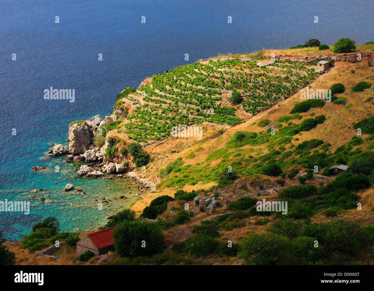 Weinberg am Meer auf der Insel Vis in Kroatien Stockfoto